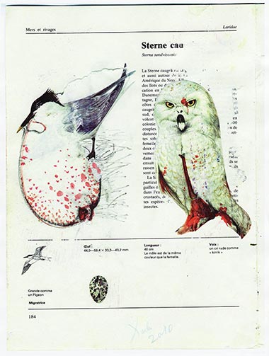 Birds of Auschwitz