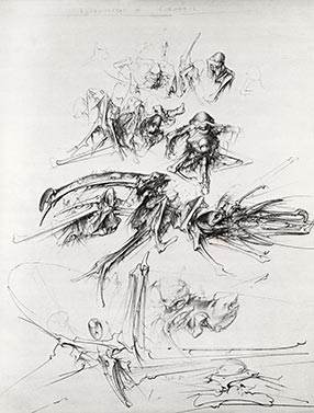 Coléoptères de Colombie