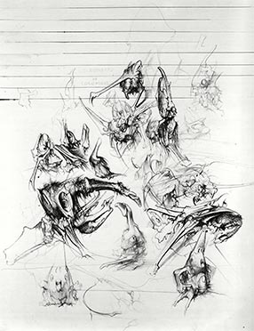 Coléoptères de Colombie