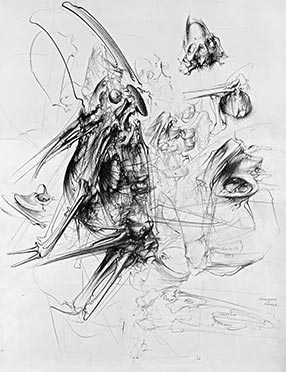 Coléoptères de Colombie