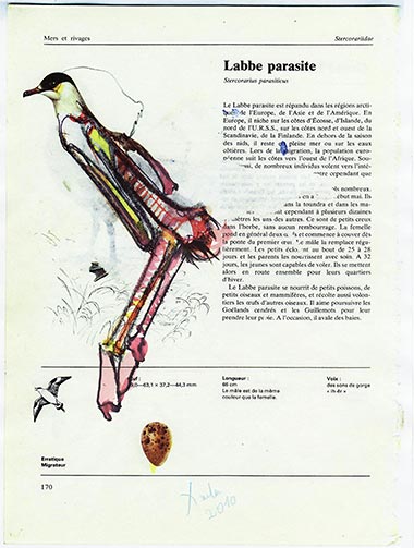 Oiseaux d’Auschwitz