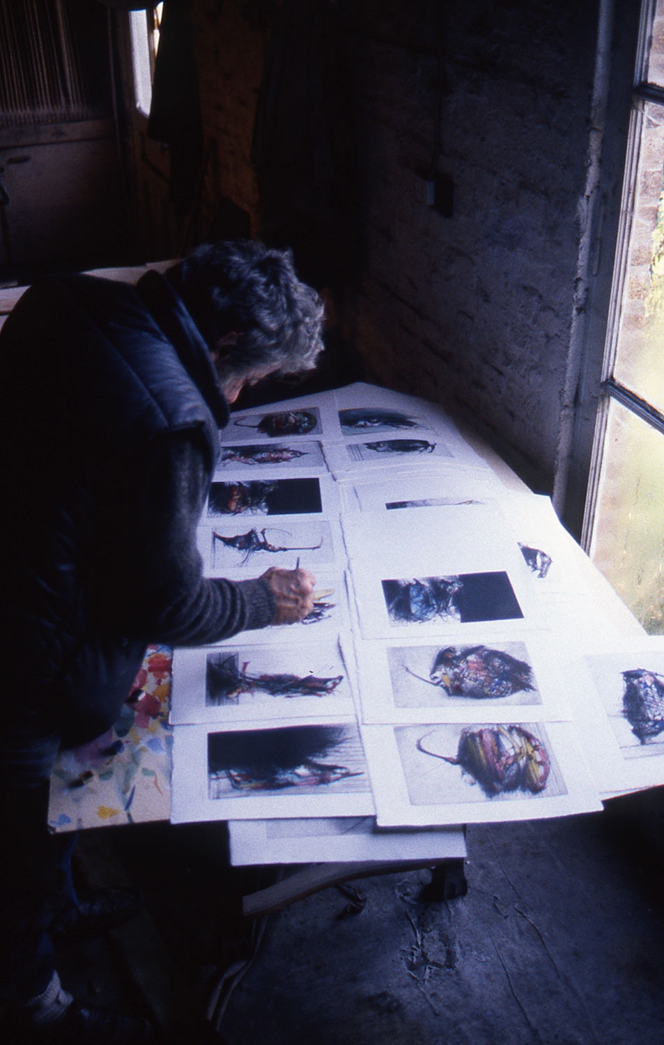 Dado in 1986 embellishing engravings from the Buffon series with gouache