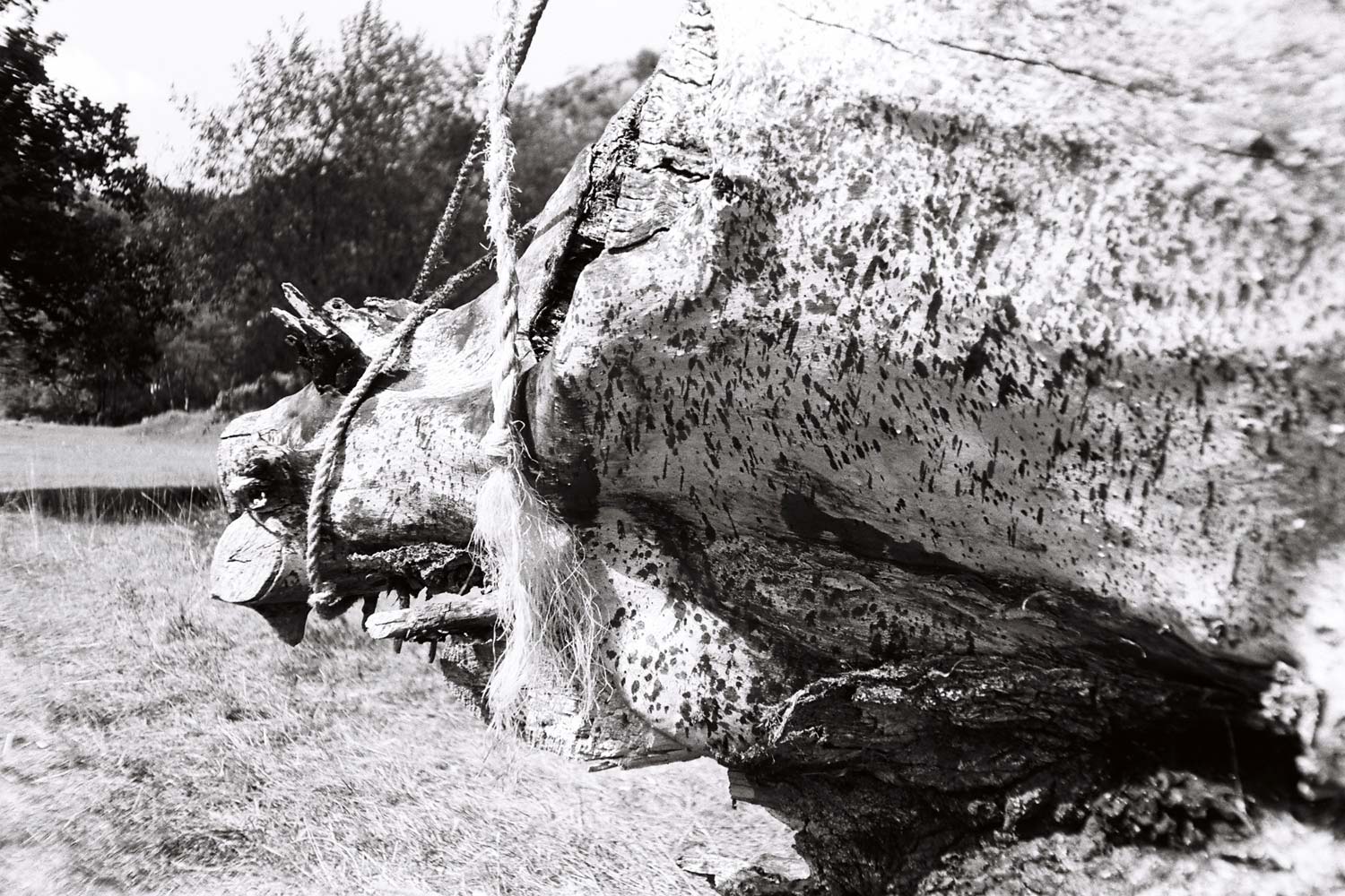 Dado, Biennale de Cetinje, 1991