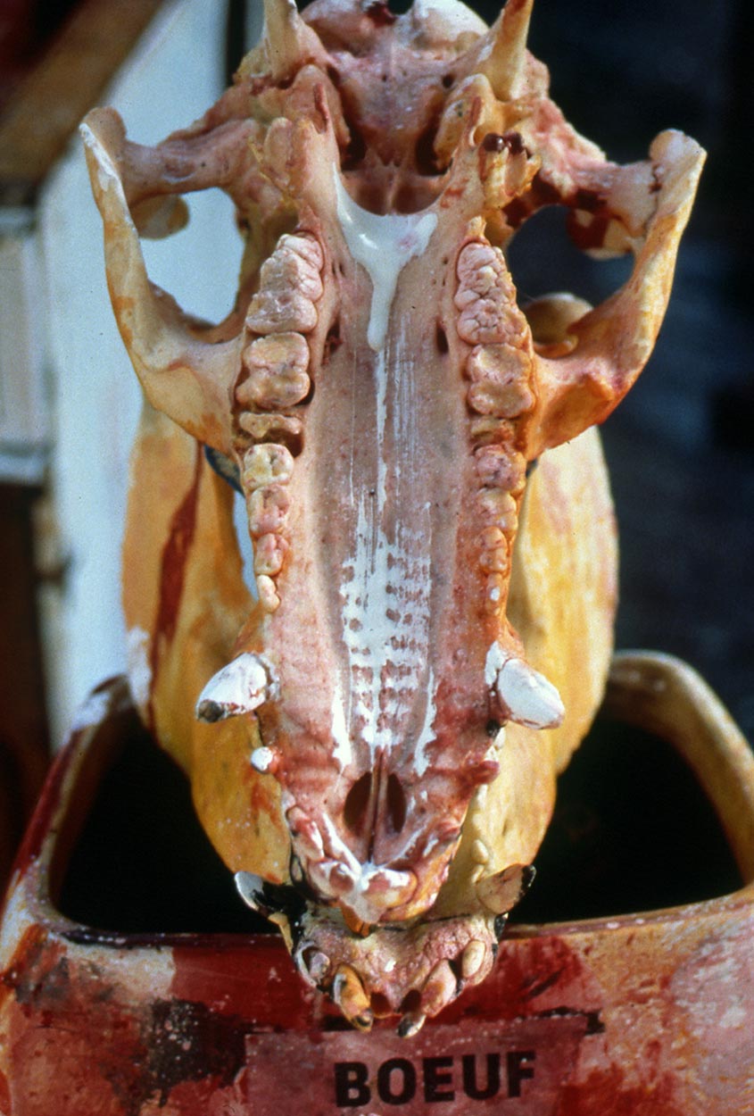 Détail de sculpture dans l’atelier de Dado en 1989